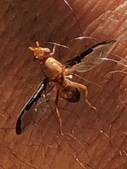Diacrita costalis