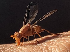 Diacrita costalis