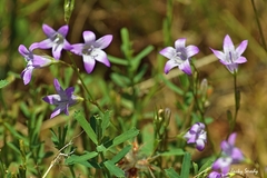 Campanula patula