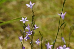 Campanula patula