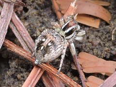 Stenaelurillus lesserti