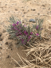 Oxytropis aciphylla