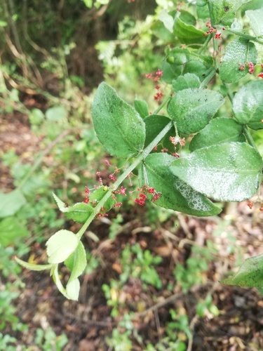 Crossopetalum uragoga (Crossopetalum uragoga)