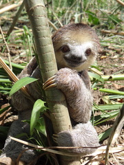 Bradypus tridactylus