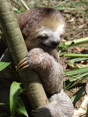 Bradypus tridactylus