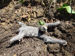 Bradypus tridactylus