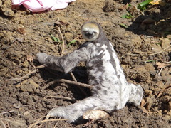 Bradypus tridactylus