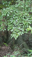 Ficus subpisocarpa