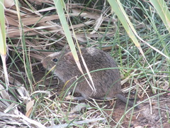 Sigmodon arizonae