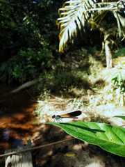 Heliocypha biseriata