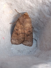 Hoplodrina octogenaria