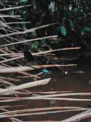 Heliocypha biseriata