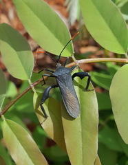 Anoplocnemis curvipes