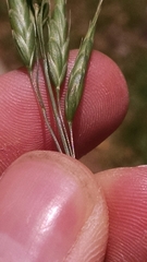 Bromus hordeaceus pseudothominii