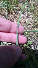 Bromus hordeaceus pseudothominii