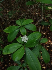 Tabernaemontana amygdalifolia