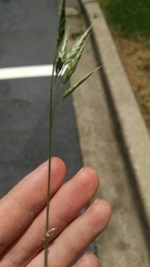 Bromus hordeaceus pseudothominii