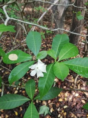 Tabernaemontana amygdalifolia