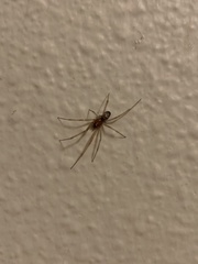 Araneae