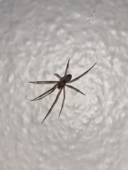 Araneae