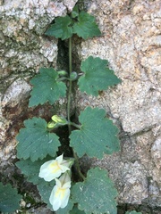 Asarina procumbens