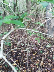 Tabernaemontana amygdalifolia