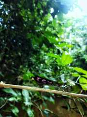 Heliocypha biseriata