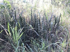 Sansevieria trifasciata