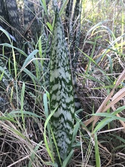 Sansevieria trifasciata
