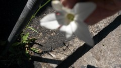 Nicotiana alata