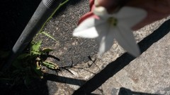 Nicotiana alata