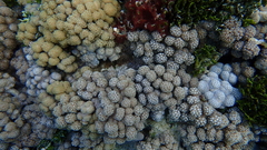 Asterospicularia randalli