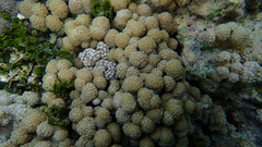 Asterospicularia randalli