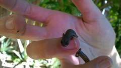 Batrachoseps major major