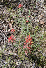 Castilleja linariifolia