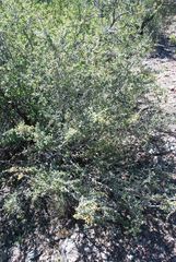 Ceanothus pauciflorus