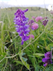 Vicia cracca