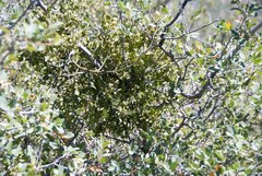 Phoradendron leucarpum tomentosum