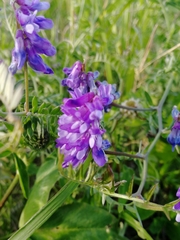 Vicia cracca
