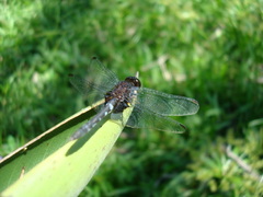 Anisoptera