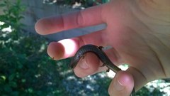 Batrachoseps major major