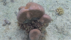 Goniastrea stelligera