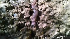 Batrachoseps major major