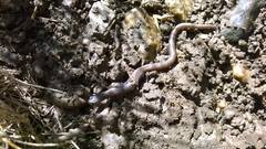 Batrachoseps major major