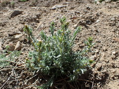 Anisocarpus scabridus