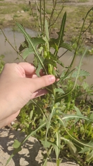 Lactuca serriola