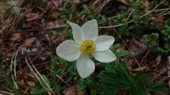 Anemonastrum