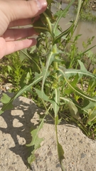 Lactuca serriola
