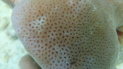 Goniastrea stelligera