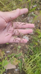 Poaceae